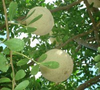 Cây quách,quả quách,cây ăn quả,Cây Quách