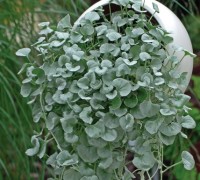 Vẩy rồng,vảy rồng,cây vẩy rồng,cay vay rong,Emerald,Vẩy rồng