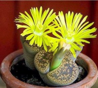 Hoa sỏi,cây hoa sỏi,thạch lan,thạch lan châu Phi,Lithopturbuniformis,họ phiên hạnh,Aizoaceae,Ficoidaceae,Hoa sỏi