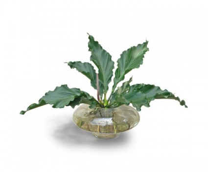 Cây đại đế,cay dai de,trầu bà lá xoắn,trau ba la xoan,trầu bà,Anthurium plowmanii,họ ráy,Araceae,Đại đế