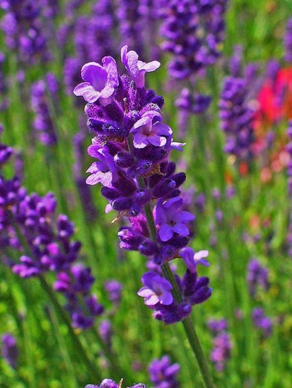 Hoa oải hương,Lavendula,Lavandula angustifolia,Lavender,common lavender,true lavender,narrow-leaved lavende,ý nghĩa hoa oải hương,họ Hoa môi,Lamiaceae,Hoa oải hương