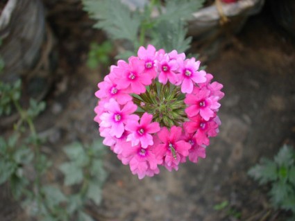 Hoa cúc Indo,Verbena hybrida,hoa cúc,họ cúc,Asteraceae,Compositae,họ Hướng dương,Hoa cúc Indo