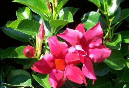hoa trang đài,trang đài,hoa cảnh,cây cảnh,các loài hoa đẹp,Hoa trang đài