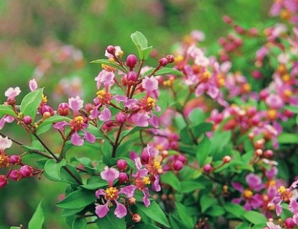 Hồng ngọc mai,cây hồng ngọc mai,hong ngoc mai,sơ ri,so ri,sơ ri cảnh,Malpighia glabra,Malpighiaceae,cây nội thất,cây phong thủy,Hồng ngọc mai