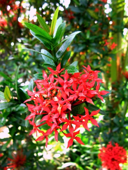 Hoa trang đỏ,Hoa mẫu đơn,hoa trang,đơn đỏ,long thuyền hoa,nam mẫu đơn,Ixora coccinea,thiến thảo, Rubiaceae,Hoa trang đỏ ( Hoa mẫu đơn )