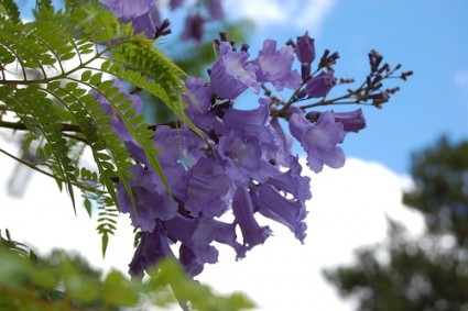 phượng tím,hoa phượng tím,cay phuong tim,cây phượng,phượng,hoa phượng,hoa học trò,acaranda mimosifolia,Jacaranda acutifolia,cây ngoại thất,Phượng tím