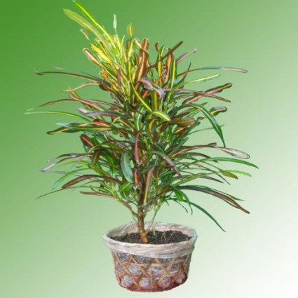 Đuôi lươn,cây đuôi lươn,duoi luon,cay duoi luon,cô tòng đuôi lươn,co tong duoi luon,cây lá màu,Đuôi lươn