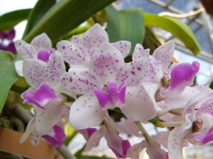 Hoa lan ngọc điểm,lan ngọc điểm,hoa lan,ngọc điểm đai châu,hoa đai châu,hoa lan nghinh xuân,nghinh xuân lan,Rhynchostylis Gigantea,Hoa lan ngọc điểm