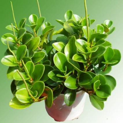 Thảo xanh,cây thảo xanh,cây nội thất,cây để bàn,Thảo Xanh