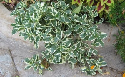 cây cẩm thạch,cẩm thạch,cam thach,cây nội thất,Alternanthera tenella,Cây Cẩm Thạch