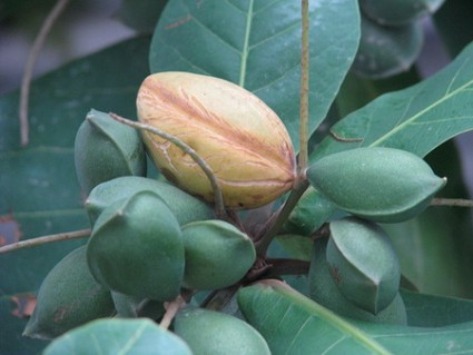 Cây bàng,bàng,Terminalia catappa,họ trâm bầu,Combretaceae,cây bóng mát,cây trường học,Cây bàng