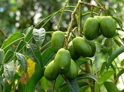 Cây cóc,quả cóc,cóc,cây ăn quả,cây y học,cây chữa bệnh,Spondias dulcis,Spondias Cythera,Malay apple,Golden apple,Cây Cóc