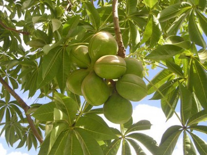 Cây trôm,trôm,mủ trôm,sterculia foetida,Cây trôm