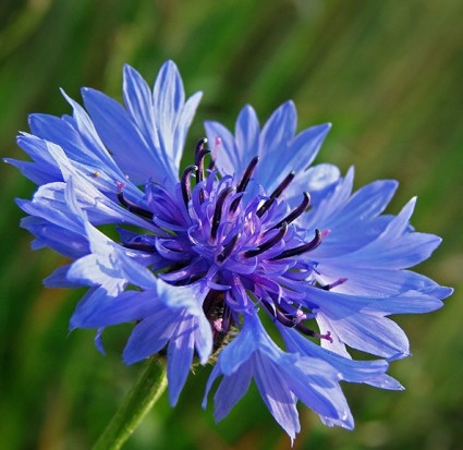 Hoa thanh cúc,hoa ngô,hoa cúc áo,hoa thanh bình,Centaurea cyanus,Bachelors button,Bluebottle,Boutonniere flower,Hurtsickle,Cyani flower,cornflower,Hoa thanh cúc (Cornflower)