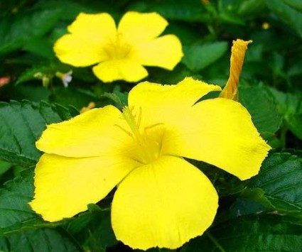 Đông hầu vàng,hoa dừa vàng,Turnera ulmifolia,họ lạc tiên,Đông hầu vàng (dừa vàng)