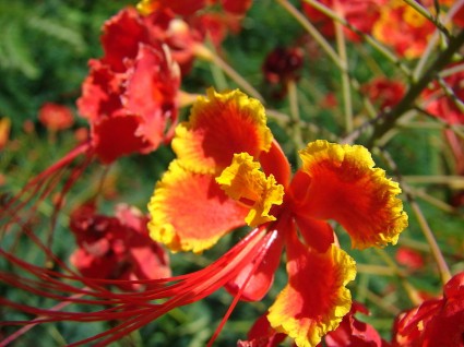 Kim phượng,cây phượng,phượng ta,điệp,điệp cúng,caesalpinia pulcherrima,Poinciana pulcherrima,chi Vang,Caesalpinia,họ Đậu,Fabaceae,phượng vĩ,phiên hồ điệp,kim phượng hoa,khổng tước hoa,hoàng hồ điệp,Kim Phượng
