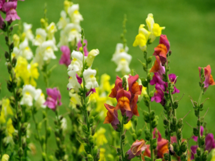 Hoa hoàng ngư,hoa kim ngư,Linaria vulgaris,Linaria,hoa mõm chó,họ mã đề,Plantaginaceae Juss,Hoa hoàng ngư