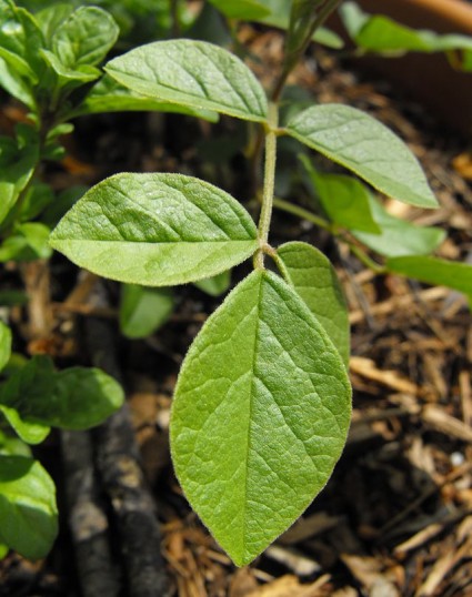 Cam thảo,cây cam thảo,cam thảo bắc,Glycyrrhiza uralensis,Glycyrrhiza,Cam thảo