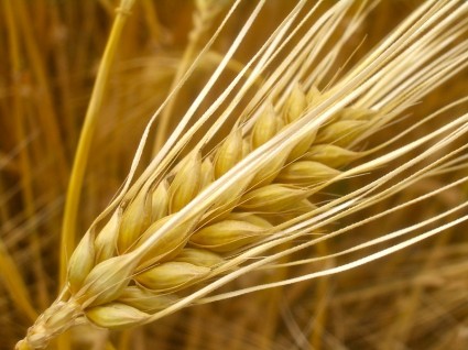 Cây đại mạch,cây lúa mạch,Hordeum vulgare,họ lúa,họ hòa thảo,poaceae,công dụng của đại mạch,cây lương thực,mạch nha,Cây đại mạch (lúa mạch)