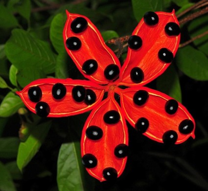 Cây sang,cây giầu sang phú quý,cây sang trọng,cây phong thủy,sterculia lanceolata,cây công trình,Cây Sang