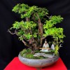 Cây cảnh bonsai đẹp - 10
