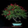 Cây cảnh bonsai đẹp - 101