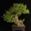 Cây cảnh bonsai đẹp - 103
