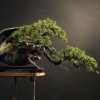 Cây cảnh bonsai đẹp - 105
