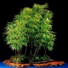 Cây cảnh bonsai đẹp - 106