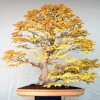 Cây cảnh bonsai đẹp - 108