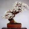 Cây cảnh bonsai đẹp - 11
