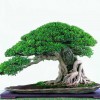 Cây cảnh bonsai đẹp - 110
