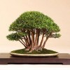 Cây cảnh bonsai đẹp - 112