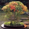 Cây cảnh bonsai đẹp - 114