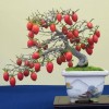 Cây cảnh bonsai đẹp - 115