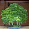 Cây cảnh bonsai đẹp - 116
