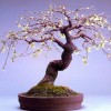 Cây cảnh bonsai đẹp - 117