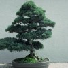 Cây cảnh bonsai đẹp - 12
