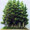 Cây cảnh bonsai đẹp - 122