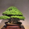 Cây cảnh bonsai đẹp - 124
