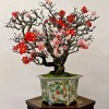 Cây cảnh bonsai đẹp - 127