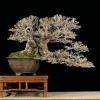 Cây cảnh bonsai đẹp - 129