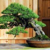 Cây cảnh bonsai đẹp - 132
