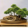 Cây cảnh bonsai đẹp - 133