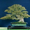 Cây cảnh bonsai đẹp - 134