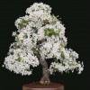 Cây cảnh bonsai đẹp - 135