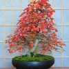 Cây cảnh bonsai đẹp - 136
