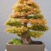 Cây cảnh bonsai đẹp - 140