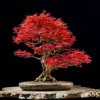 Cây cảnh bonsai đẹp - 144