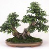 Cây cảnh bonsai đẹp - 146